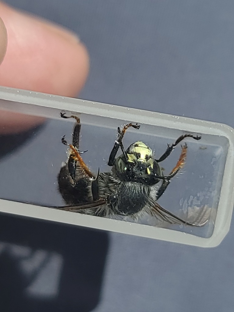 Anthophora ursina