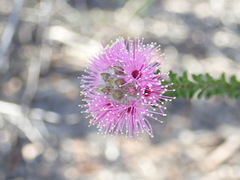 Kunzea capitata
