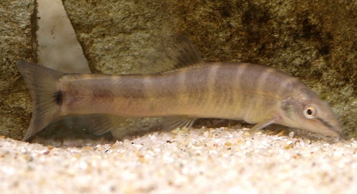 Kissing Loach