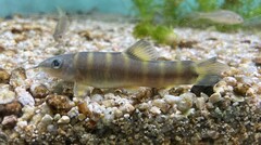 Kissing Loach photo 3