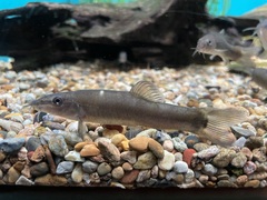 Kissing Loach photo 4