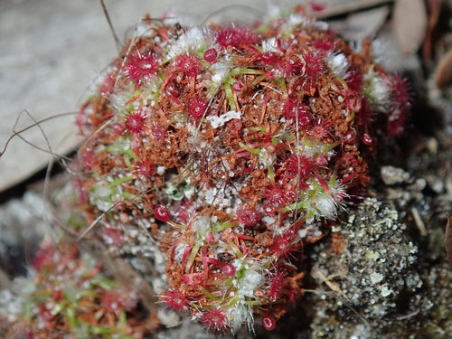 Drosera pygmaea