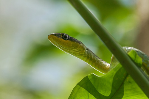 Common Tree Snake sighting
