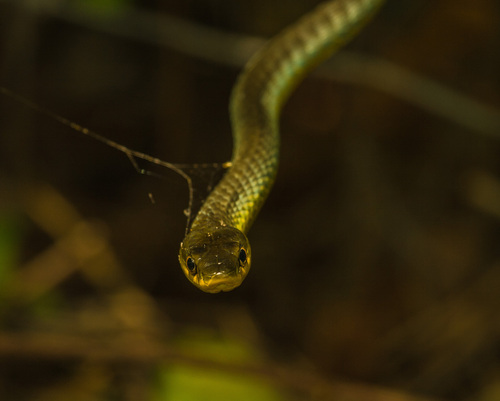 Common Tree Snake sighting