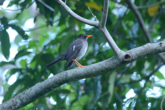 Turdus aurantius