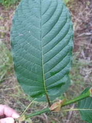 Mitragyna speciosa