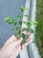 Alysicarpus ovalifolius