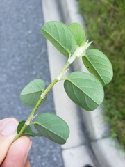 Alysicarpus ovalifolius