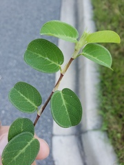 Alysicarpus ovalifolius