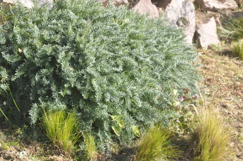 Caiophora dumetorum (Caiophora dumetorum)