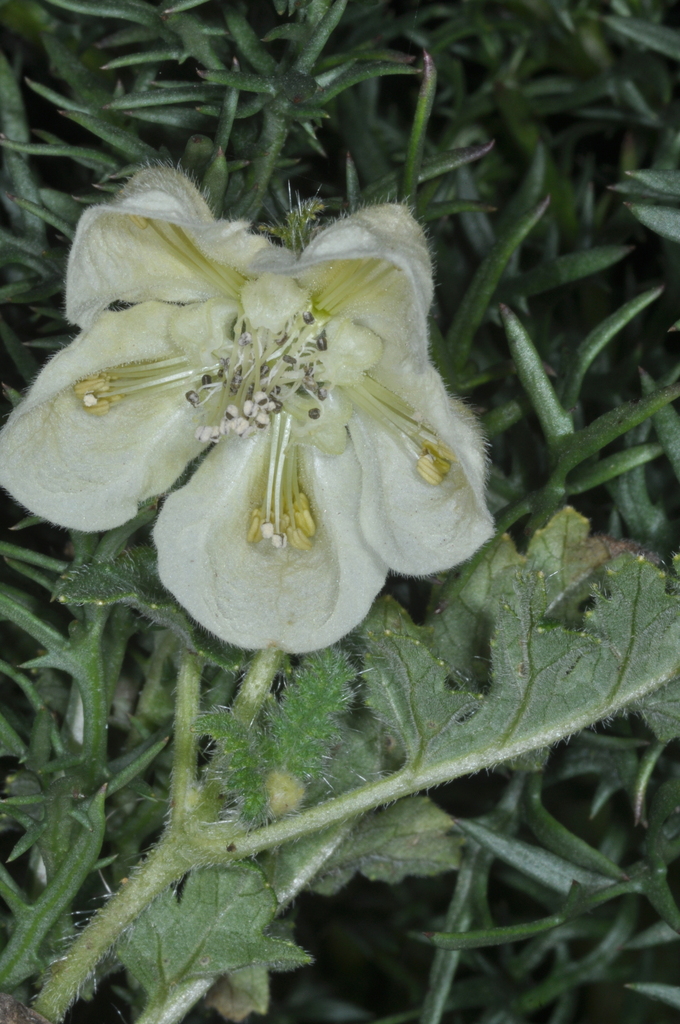Caiophora dumetorum