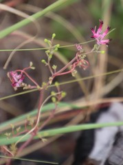 Fumaria muralis muralis