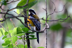 Spindalis nigricephala