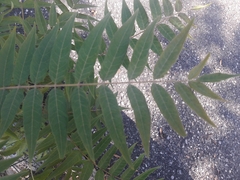 Ailanthus altissima