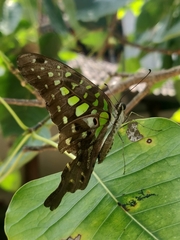 Graphium agamemnon