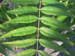Ailanthus altissima