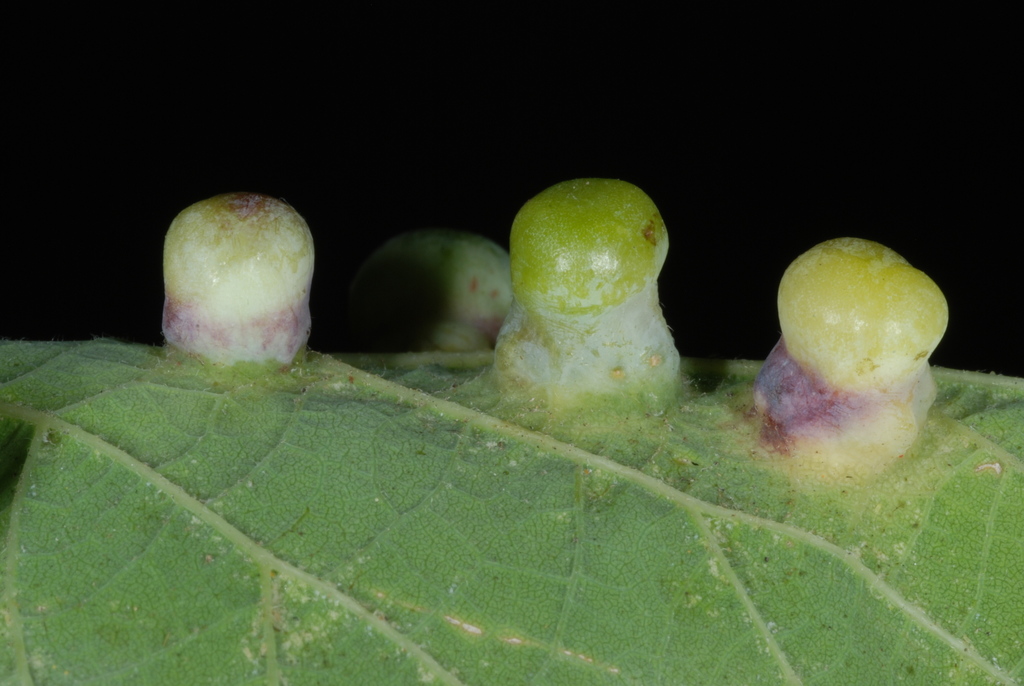 Hackberry Nipple Gall