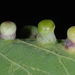 Pachypsylla celtidismamma - Photo (c) Douglas Goldman,  זכויות יוצרים חלקיות (CC BY), הועלה על ידי Douglas Goldman