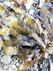 Fucus spiralis
