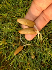 Conocybe deliquescens