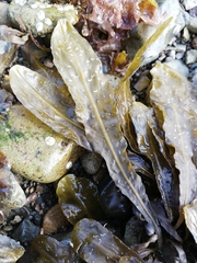 Fucus spiralis