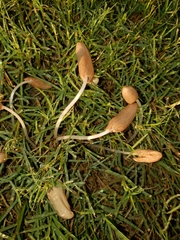 Conocybe deliquescens