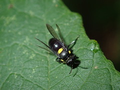 Amphylaeus