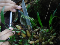 Dendrochilum gracile