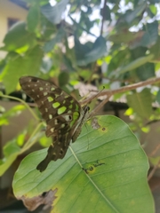 Graphium agamemnon