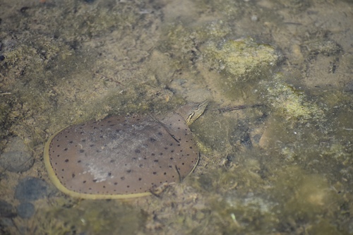 iNaturalist observation 2025-05-26