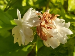 Jasminum