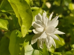 Jasminum