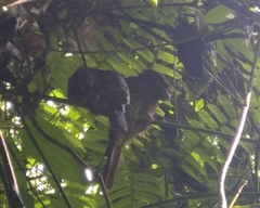 Batrachostomus moniliger