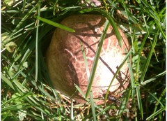 Mycenastrum corium
