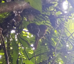 Batrachostomus moniliger