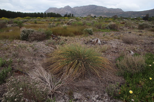 Image of Ficinia brevifolia by (c) Tony Rebelo, some rights reserved (CC BY-SA)