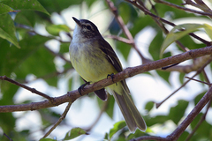 Myiopagis cotta