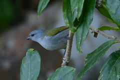 Euphonia jamaica