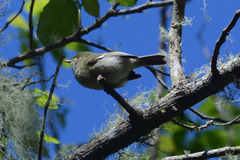 Vireo modestus