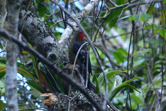 Melanerpes radiolatus