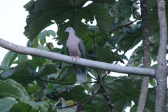 Patagioenas caribaea