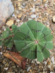 Oxalis nelsonii