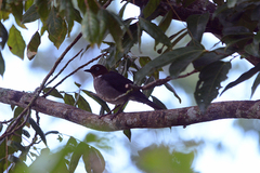 Turdus jamaicensis