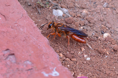 Sphex jamaicensis