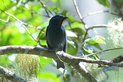 Euneornis campestris