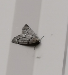 Nepytia pellucidaria