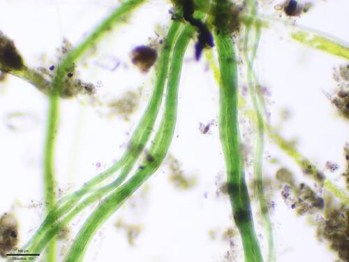 Microcoleus observed 2025-05-26