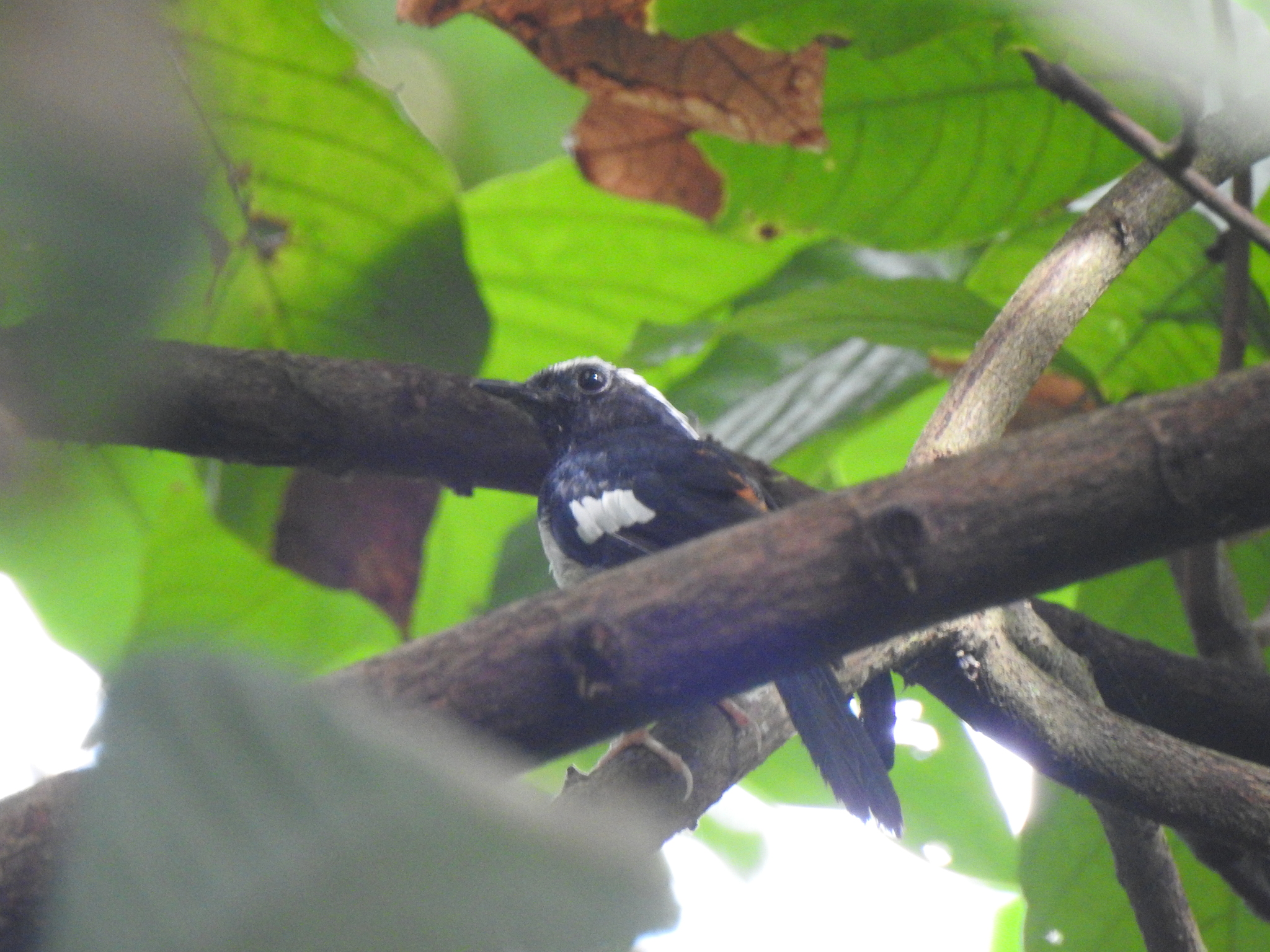 White-browed Shama illustration