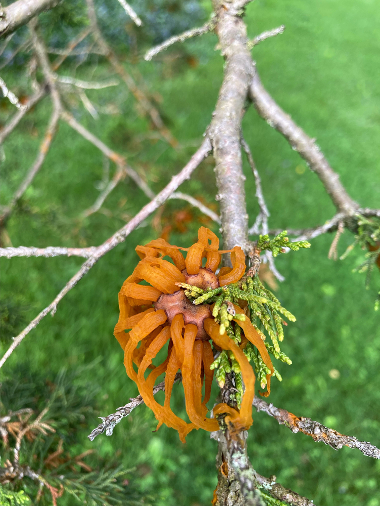Cedar-apple rust