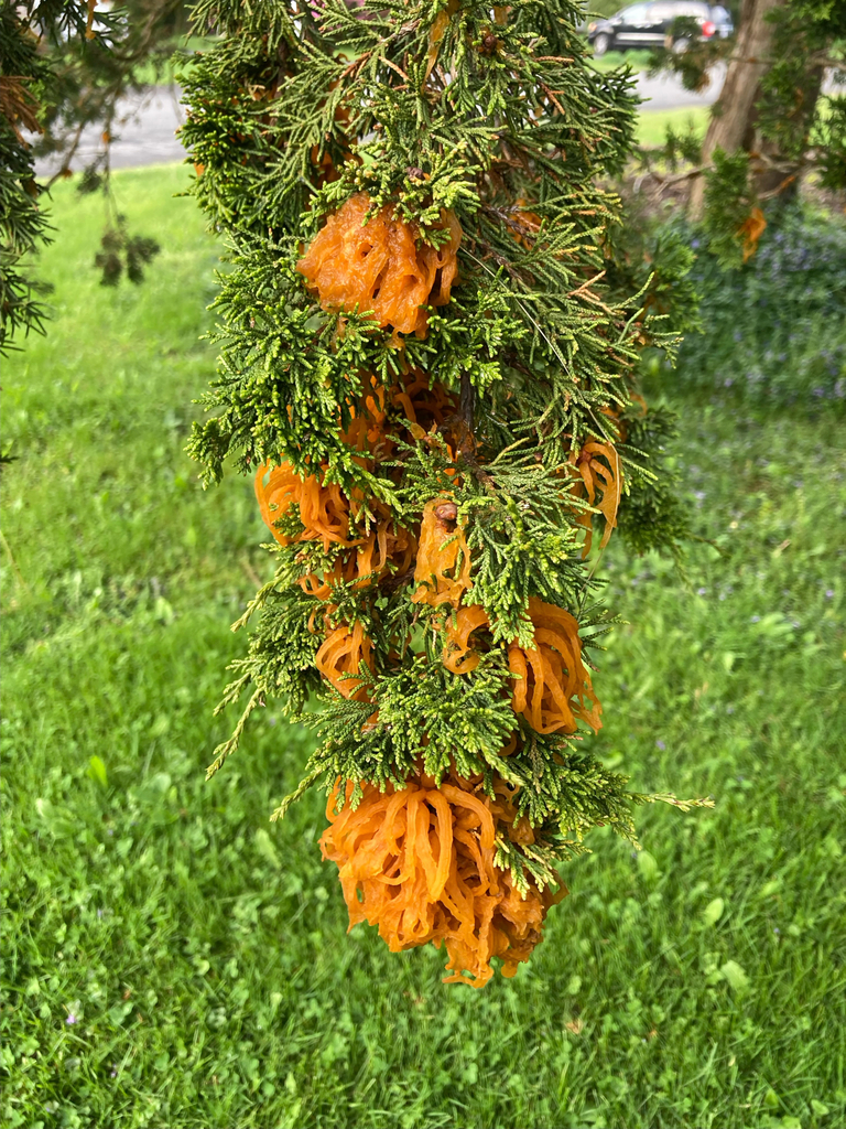Cedar-apple rust